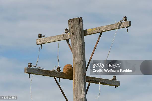 Brazil, Southern Pantanal, San Francisco Ranch, Rufous Hornero Building Nest Out Of Mud On Power Post.