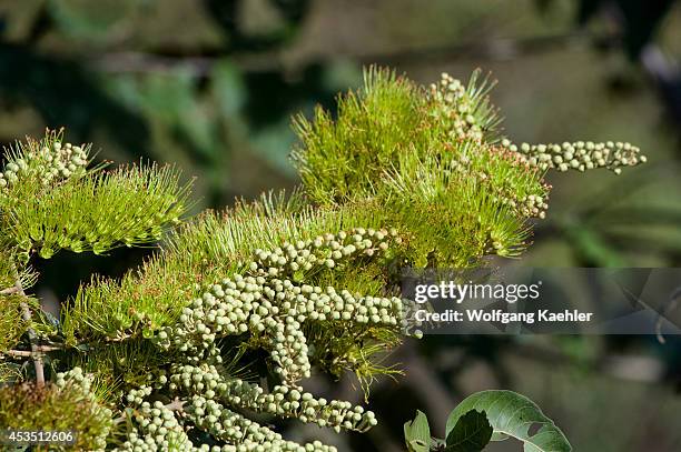 Monkey Razor Bush Monkey Brush Photos and Premium High Res Pictures - Getty Images