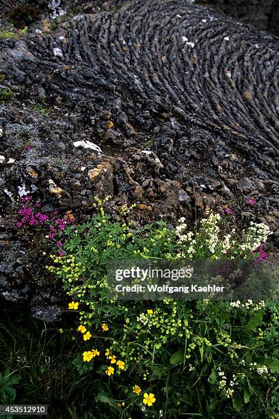 Iceland, Golden Circle, Thingvellir, Wildflowers And Rope Lava.