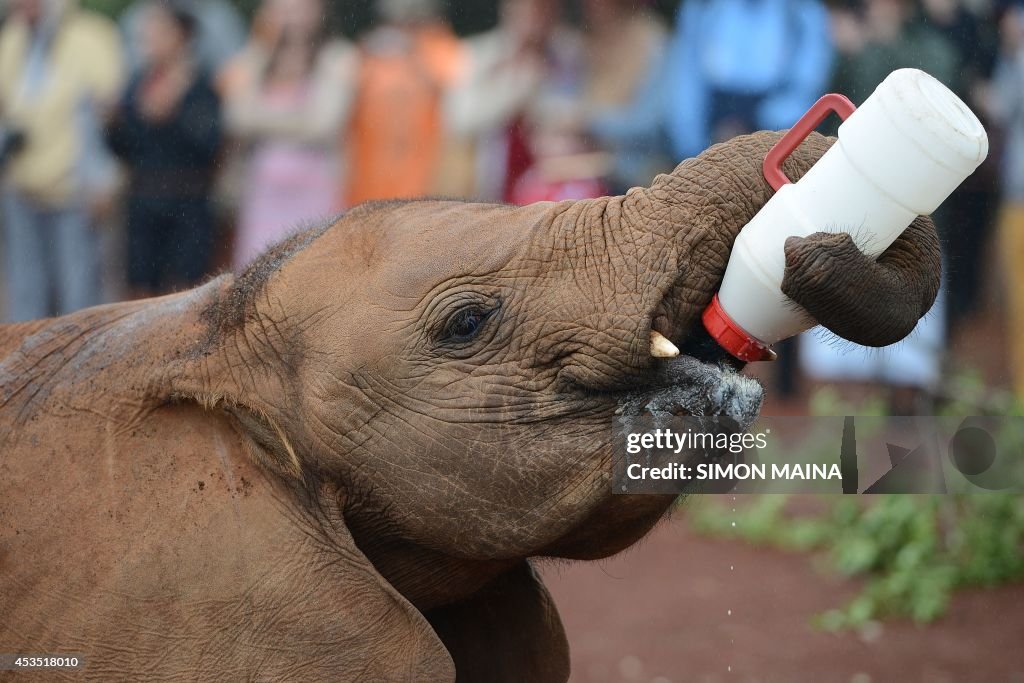 KENYA-WILDLIFE-ELEPHANT-DAY