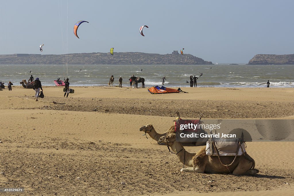 Camels on the beach in Essaouira