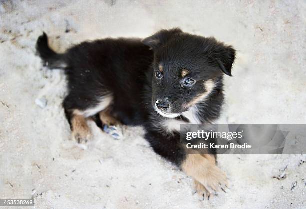 puppy on beach - ambergris caye stock pictures, royalty-free photos & images