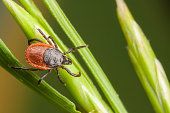 Closeup of tick on a plant straw
