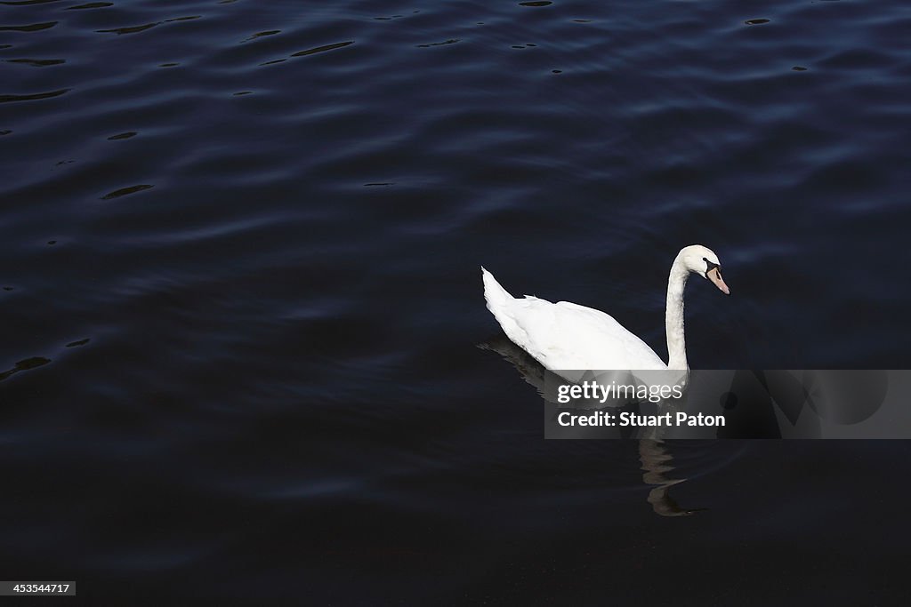 Swan on dark blue lake.