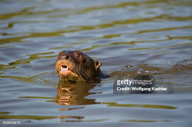 Brazil, Northern Pantanal, Giant River Otter Swimming In River.