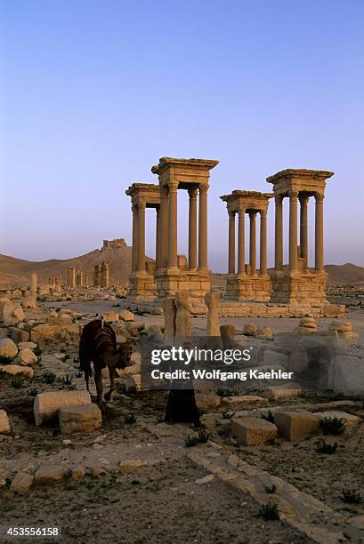 Syria, Palmyra, Ancient Roman City, Tetrapylon, Castle Of Fakhr Un-din And Man With Camel.