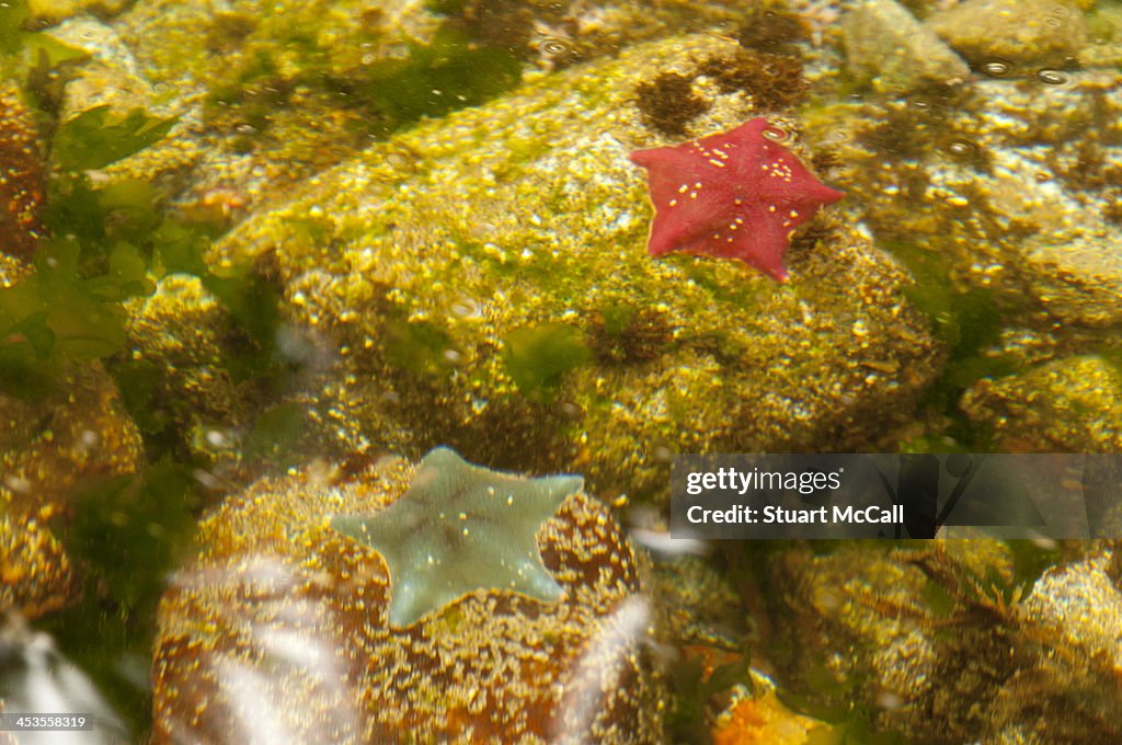 Starfish under the water