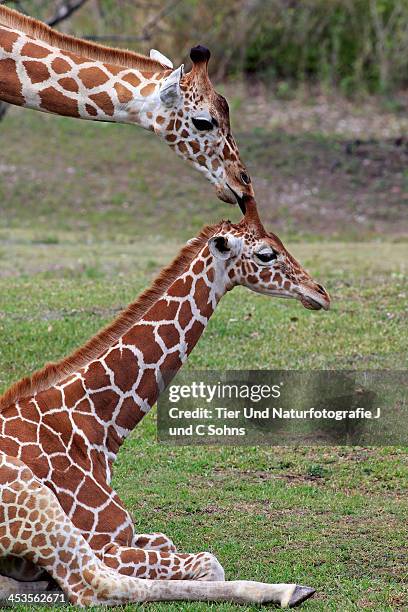 102 Do Giraffes Lay Down Stock Photos, High-Res Pictures, and Images