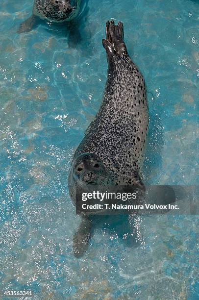 spotted seals in shallow water - spotted seal stock pictures, royalty-free photos & images