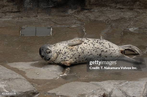 lazy spotted seal taking a nap - spotted seal stock pictures, royalty-free photos & images