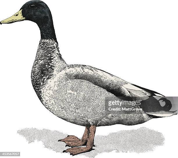 mallard - duck stock illustrations