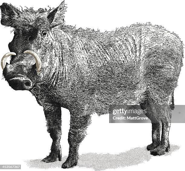 warthog - boar tusk stock illustrations