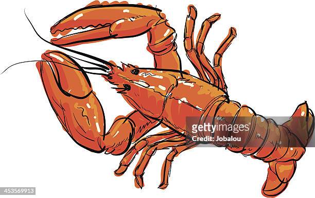 425 Lobster Drawing Photos and Premium High Res Pictures - Getty Images