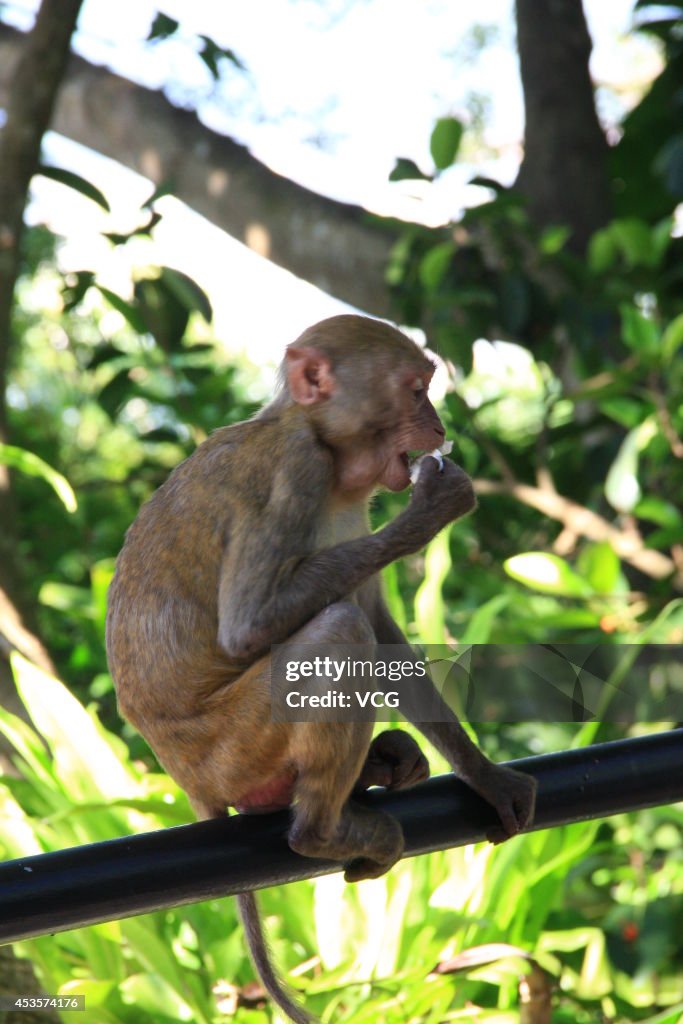 Mass Propagation Of Wild Monkeys Brings More Animal Attacks In Sanya