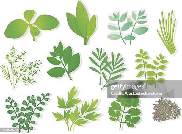 herbs (12 varios). - wild garlic stock illustrations