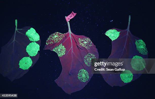 Indicator proteins glow under ultraviolet light on the leaves of the nicotiana benthamiana plant, which is a close relative of tobacco, as a means to...