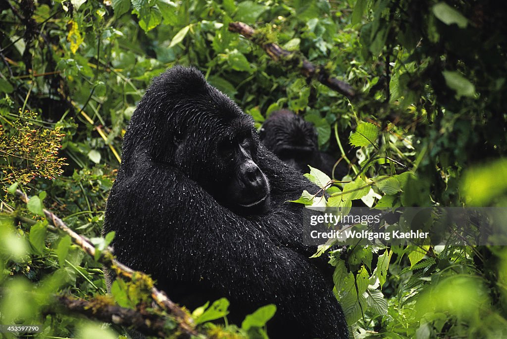 Uganda, Bwindi Impenetrable Forest, Mountain Gorillas,...