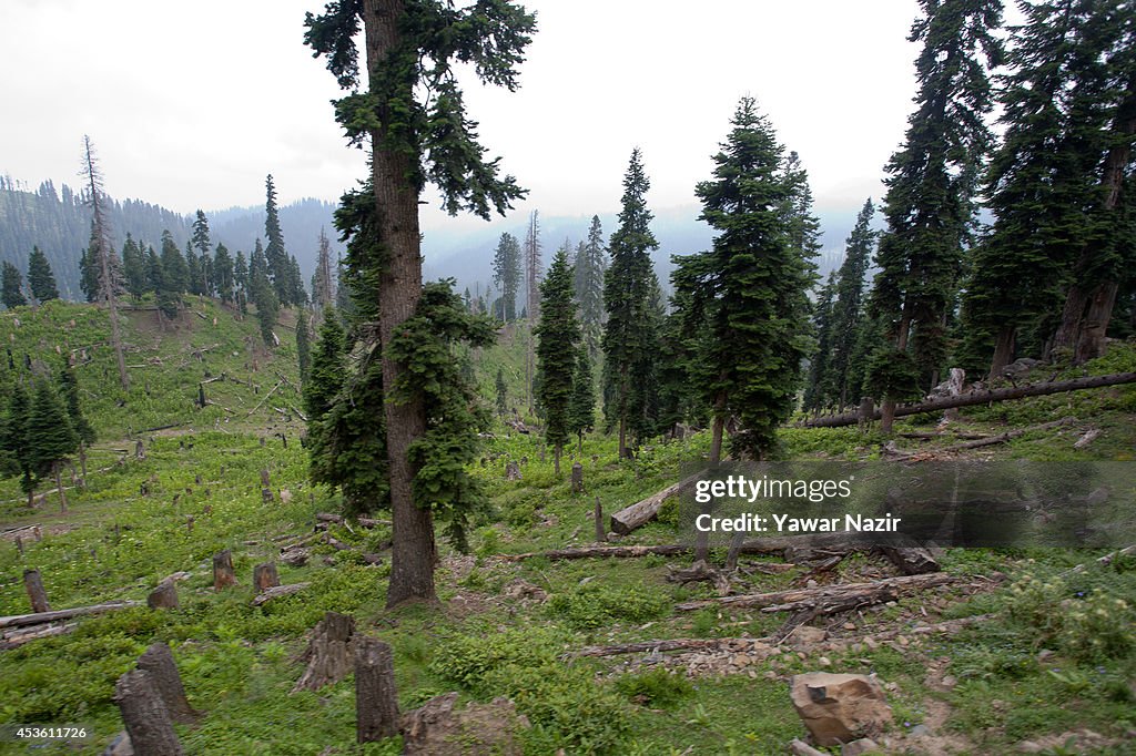 Timber smuggling posing threat to Kashmir forests