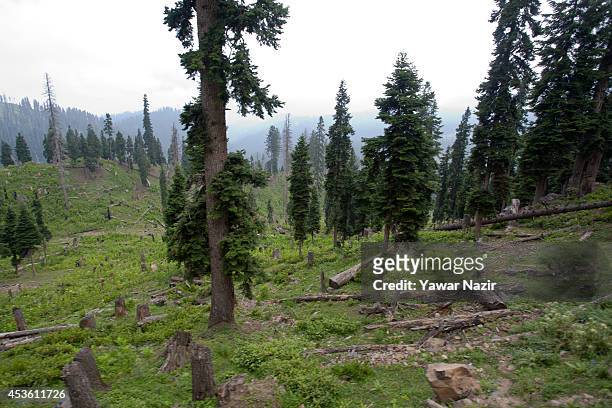 View of Deodar stumps in recently deforested in the meadows on August 14, 2014 in Tosa Maidan 70 km west of Srinagar, the summer capital of Indian...