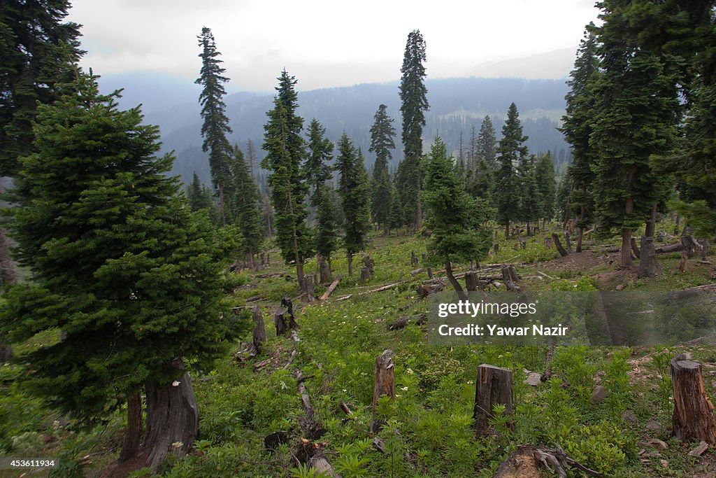 Timber smuggling posing threat to Kashmir forests