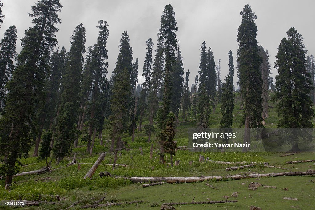 Timber smuggling posing threat to Kashmir forests