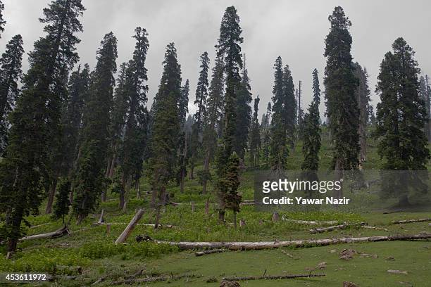 View of Deodar stumps in recently deforested in the meadows on August 14, 2014 in Tosa Maidan 70 km west of Srinagar, the summer capital of Indian...