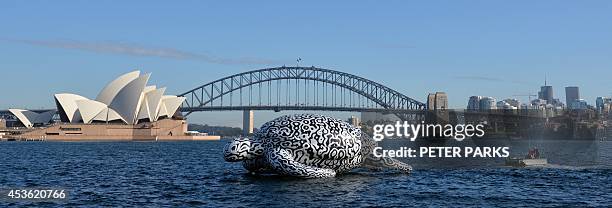 Five-metre tall, 15-metre long inflatable sea turtle created by artist BJ Price is towed around Sydney Harbour past the iconic Harbour Bridge and...