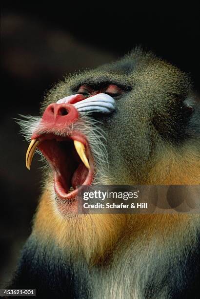 mandrill with mouth open revealing fangs, close-up, west africa - mandrillo foto e immagini stock