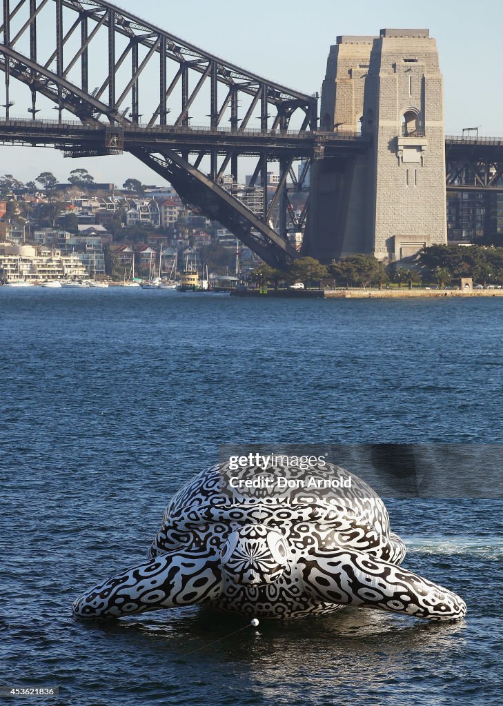 Gigantic Sea Turtle Sculpture Floats Past Sydney Harbour Bridge and Sydney Opera House