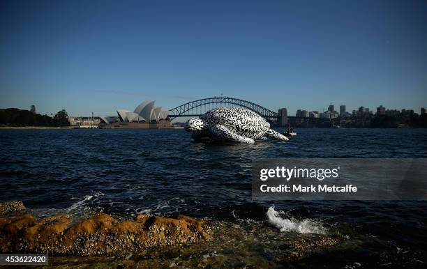 To celebrate the World's First Undersea Art Exhibition, a 5 metre tall, 15 metre long Sea Turtle cruises past Sydney Harbour at Mrs Macquarie's Chair...