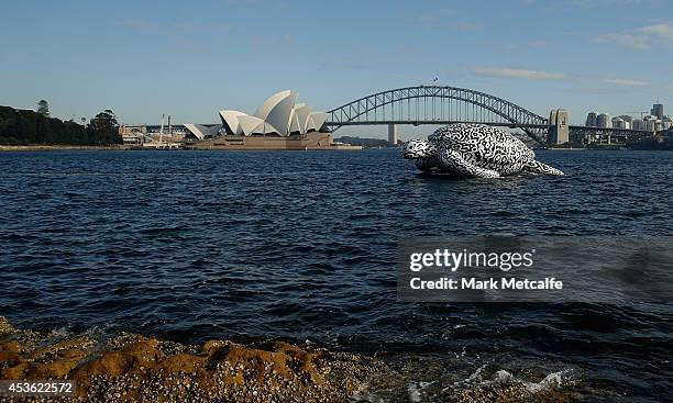 To celebrate the World's First Undersea Art Exhibition, a 5 metre tall, 15 metre long Sea Turtle cruises past Sydney Harbour at Mrs Macquarie's Chair...