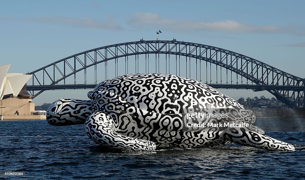 Gigantic Sea Turtle Sculpture Floats Past Sydney Harbour Bridge and Sydney Opera House