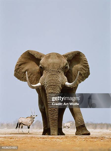 african elephant and gemsboks, namibia (digital composite) - elefant stock-fotos und bilder