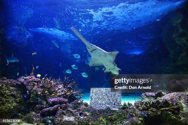 Artworks of B.J Price are seen in an underwater enclosure in the world's first Undersea Art Exhibition at Sydney Aquarium at Cockle Bay on August 15,...