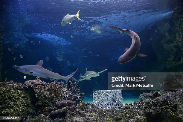Artwork by BJ Price is seen at SEA LIFE Sydney Aquariam at Darling Harbour on August 15, 2014 in Sydney, Australia.