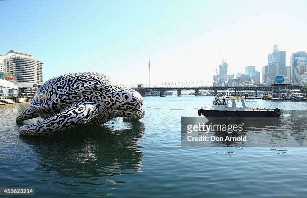 To celebrate the world's first Undersea Art Exhibition, a 5 metre tall, 15 metre long Sea Turtle arrives at Cockle Bay on August 15, 2014 in Sydney,...