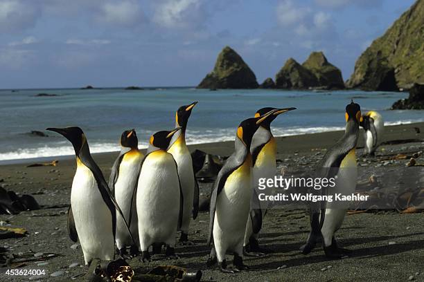 Antarctica, Macquarie Island, King Penguins On Beach.