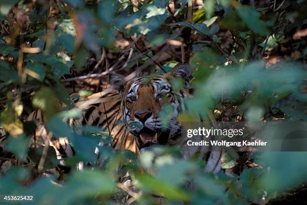 443 Madhya Pradesh State Kanha National Park Photos and Premium High Res Pictures - Getty Images 443 Madhya Pradesh State Kanha National Park Photos and Premium High Res Pictures - Getty Images