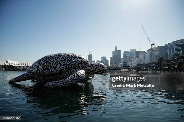 To celebrate the World's First Undersea Art Exhibition, a 5 metre tall, 15 metre long Sea Turtle is seen at Darling Harbour on August 15, 2014 in...