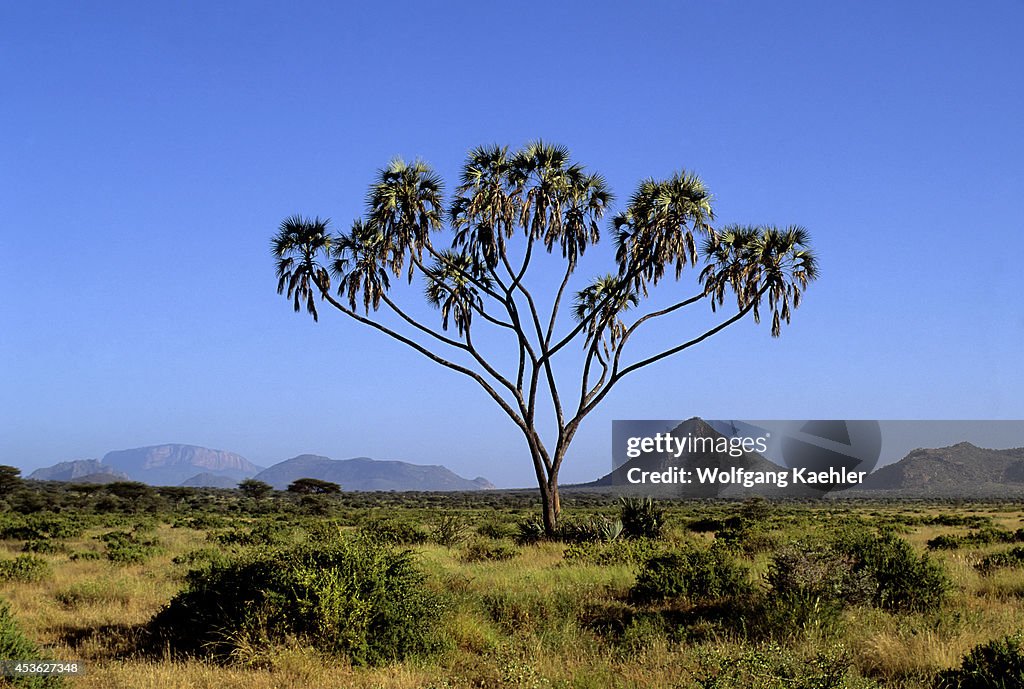 Kenya, Samburu, Doum Palm, Hyphaene compressa, Palmae Family...