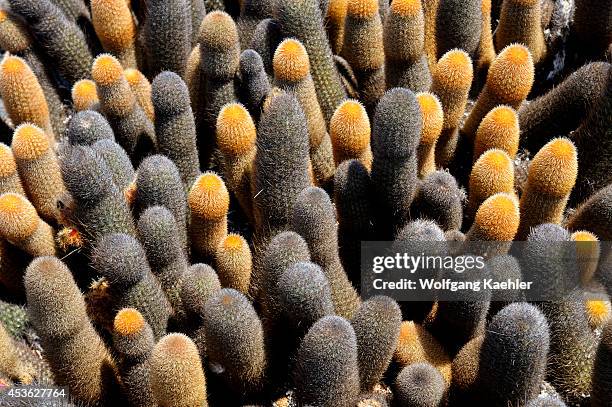 Ecuador, Galapagos Islands, Fernandina Island, Lava Cacti Growing On Lava Rock.