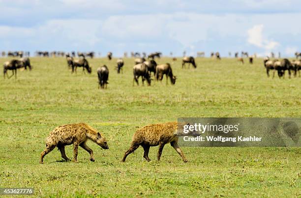 Tanzania, Serengeti National Park, Spotted Hyaenas , Wildebeests And Zebras In Background.