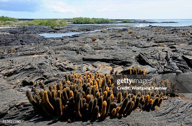 Ecuador, Galapagos Islands, Fernandina Island, Lava Cacti Growing On Lava Rock.