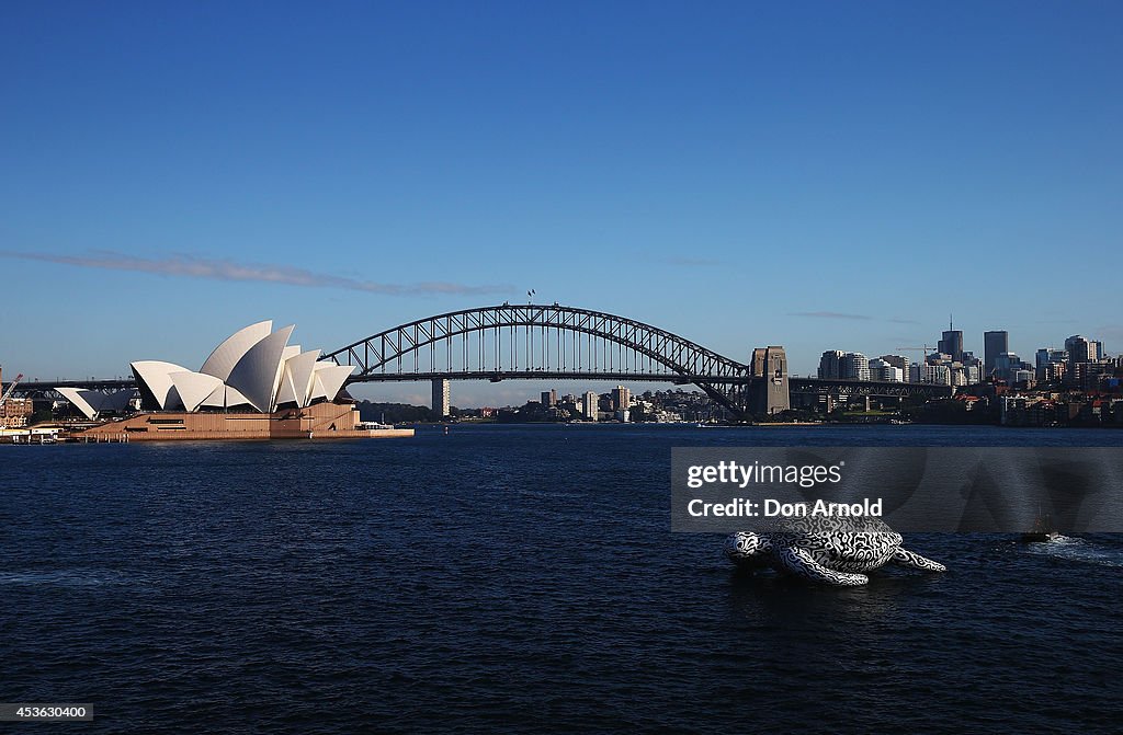 Gigantic Sea Turtle Sculpture Floats Past Sydney Harbour Bridge and Sydney Opera House