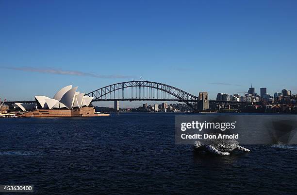 To celebrate the World's First Undersea Art Exhibition, a 5 metre tall, 15 metre long Sea Turtle cruises past Sydney Harbour at Mrs Macquarie's Chair...