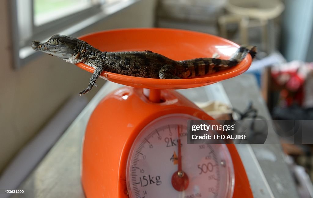 PHILIPPINES-ENVIRONMENT-ANIMAL-CROCODILE