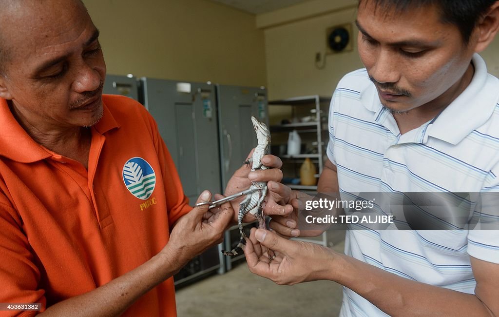 PHILIPPINES-ENVIRONMENT-ANIMAL-CROCODILE