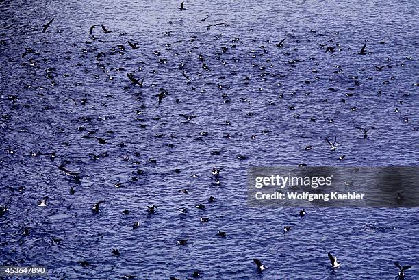 Ecuador, Galapagos Islands, Flock Of Audubon Shearwaters & Noddy Terns Feeding At Sea.