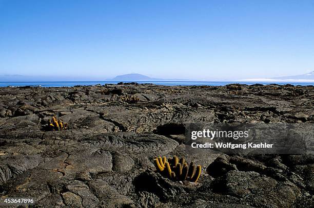 Ecuador, Galapagos Island, Fernandina Island, Landscape With Lava Cactus.