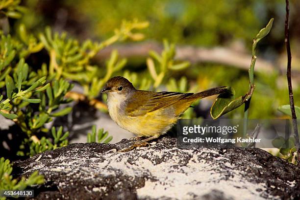 Ecuador, Galapagos Island, Floreana Island, Yellow Warbler.